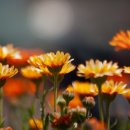 행복덩어리 이미지