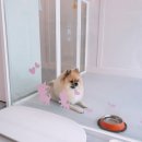 더예쁘개 댕댕샵 이미지