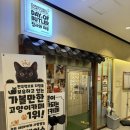 집사의하루 강남점 | [260131] 데이트. 집사의 하루 (위례 고양이 카페, 유기묘카페, 유기묘후원)