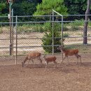명천사슴농장 이미지