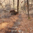 소나무 숲길 경사진 탐방로 낙엽제거 이미지