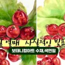 보태니컬아트(색연필화) 이미지