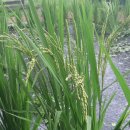 양곡초병설유치원 이미지