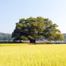 영풍 단촌리 느티나무 이미지