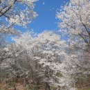 4월7일(일) 벚꽃구경 나들이 다산 둘레길 이미지