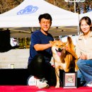 서울애견 이미지