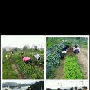 솔솔농장 이미지