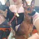 개놀자까페 이미지