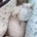 독핏코리아 이미지