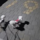 김해 강아지분양 두부네 하루 이미지