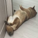 한국시바견클럽 이미지