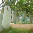 동아농장 이미지