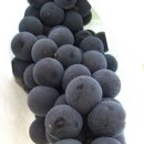 김경애농장 이미지