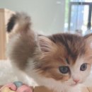 대전고양이분양 루나캣 이미지