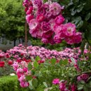 중동 근린공원 이미지