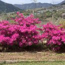 예삐농원 이미지