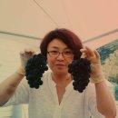 동강포도원펜션 이미지