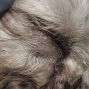 덕정동물의료센터 이미지