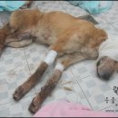 황구농장 이미지