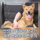 운동장진입로 | 중대형견도 마음껏! 서울근교 강아지 운동장 ‘여주 펫마운틴’ 다녀왔어요