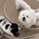 글로리퍼피 이미지