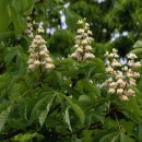 마로니에 이미지