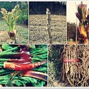 강매농장 이미지