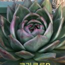 손토비