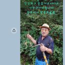 파삼 3박스 나옵니다 이미지
