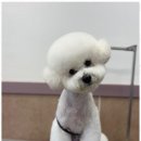 아리스타펫 이미지