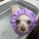 댕이발소 이미지