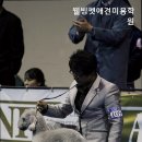 웰빙펫애견미용학원 네이버블로그