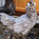 청계축산 이미지