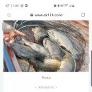어의곡낚시터