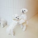 털로덮인친구들 용인죽전점 | 털로덮인 친구들 애견유치원 7~9월 이벤트 안내