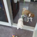 별이와개똥이 이미지