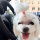 엘리마 이미지