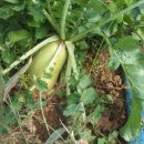 상순농장 이미지