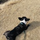 24시 위드힐동물메디컬센터 이미지