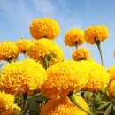 메리골드 이미지