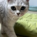 페츠온동물병원 | 몰아쓰는 고양이 사진일기 │ 광주 동물병원 [페츠온] 7년 단골후기