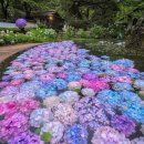 머리앤드 이미지