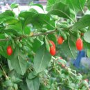 구기자의 효능/구기자차 끓이는 법 이미지