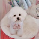 플러스애견미용실 이미지