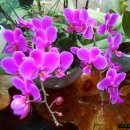 전원향기 이미지