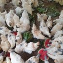 옥계 백봉이네 이미지