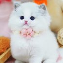 강남고양이분양 스타돌스 | 강남고양이분양 스타돌스 냐옹이