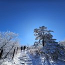 (02/11) 태백산 눈꽃산행(승합)에 동아리님들 초대합니다 이미지