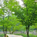 NR-20[지리산대로]-하-14 | 산청 지리산반달캠핑장 A5 사이트 계곡 물놀이