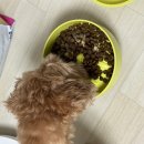 스파인조인트랩(주) | 말티푸 슬개골 강아지 관절 영양제 메이드인랩 조인트터마신맥스